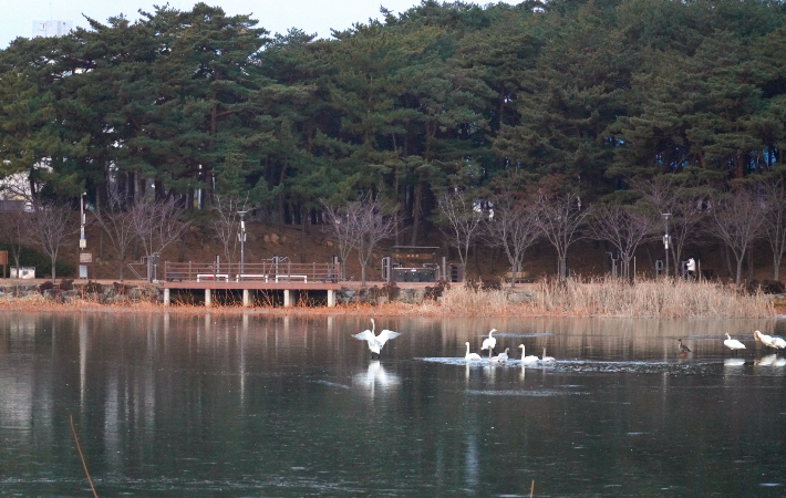 울진 연호공원에서 겨울 철새 고니가 힘차게 날아오르고 있다. 울진군 제공