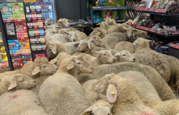 독일에서 양 50여마리가 슈퍼마켓에 들어와 20분동안 머물다 떠났다. 주런던독일대사관 엑스(X·옛 트위터) 캡처