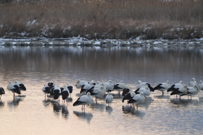 고창 해리천 일원에 황새 80여 마리 월동