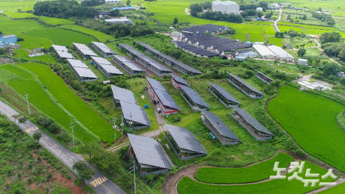 익산시 성당면에 위치한 태양광 발전소 전경, 그 아래에서 인삼이 자라고 있다. 최화랑 기자