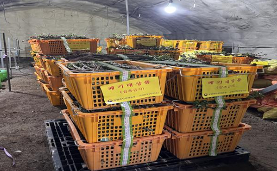 검역당국에 적발된 수입금지품인 중국산 사과묘목. 농림축산검역본부 제공