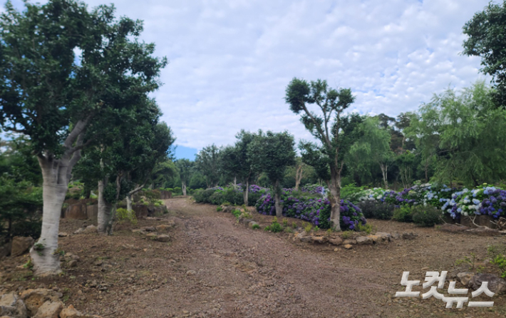 2023년 7월 취재진이 다녀간 서귀포시 유명 관광지의 불법 산림훼손 현장. 이창준 기자