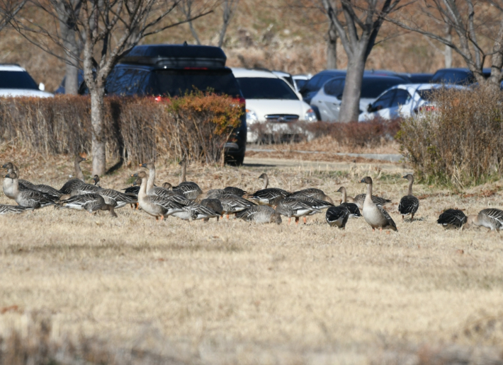 부산시가 추진 중인 철새 대체서식지 예정지인 대저생태공원에 큰기러기 무리가 쉬고 있다. 습지와새들의친구 제공 
