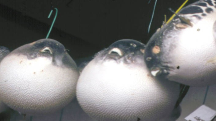 복어 자료사진. 연합뉴스