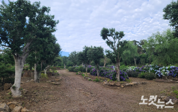 2023년 7월 취재진이 살펴본 서귀포시 유명 관광지의 임야 훼손 현장. 이창준 기자