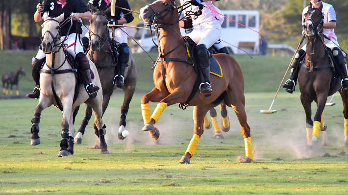 폴로경기 모습. 경북도 제공