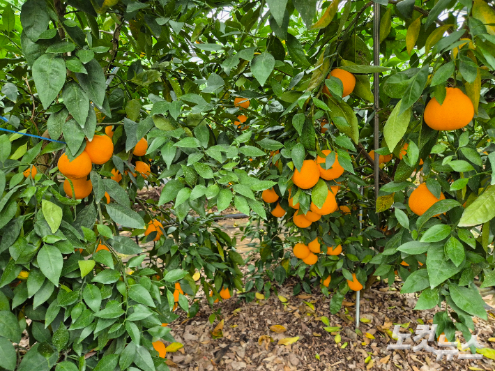 제주도내에서 재배중인 만감류 국산 품종 1호 '가을향'. 박정섭 기자