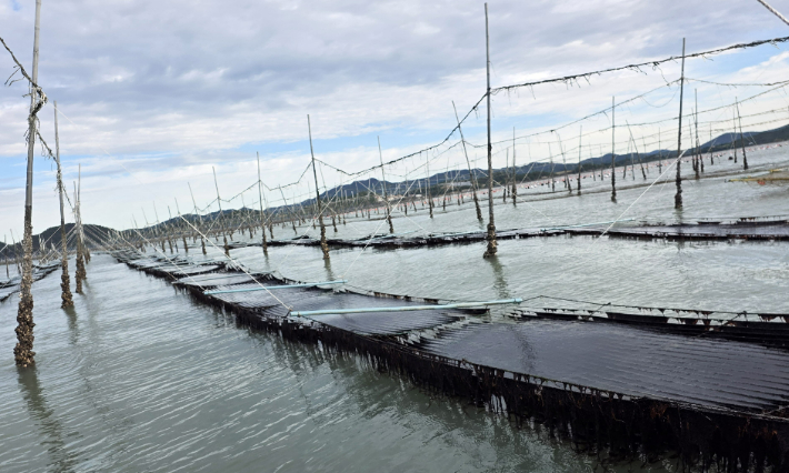 일명 곱창김 계통 신품종인 햇바디 2호 시험어장 전경. 전라남도 해양수산과학원 제공