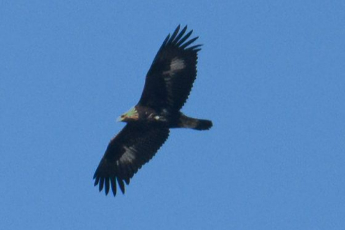 검독수리가 상공을 날아다니는 모습. 울산광역시 제공
