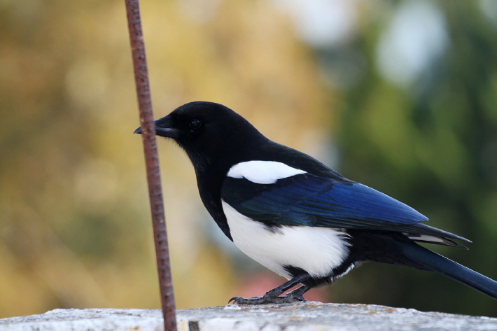 스마트이미지 제공
