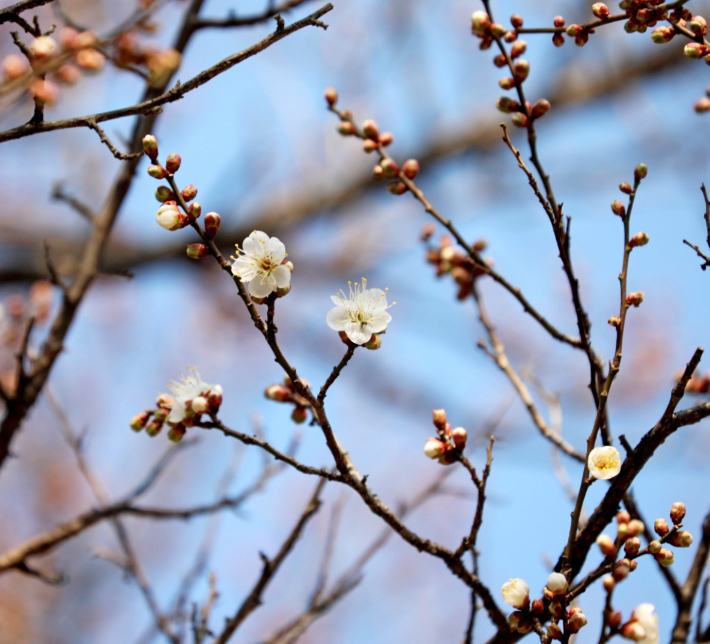 광양 소학정 매화 개화 모습. 광양시 제공 