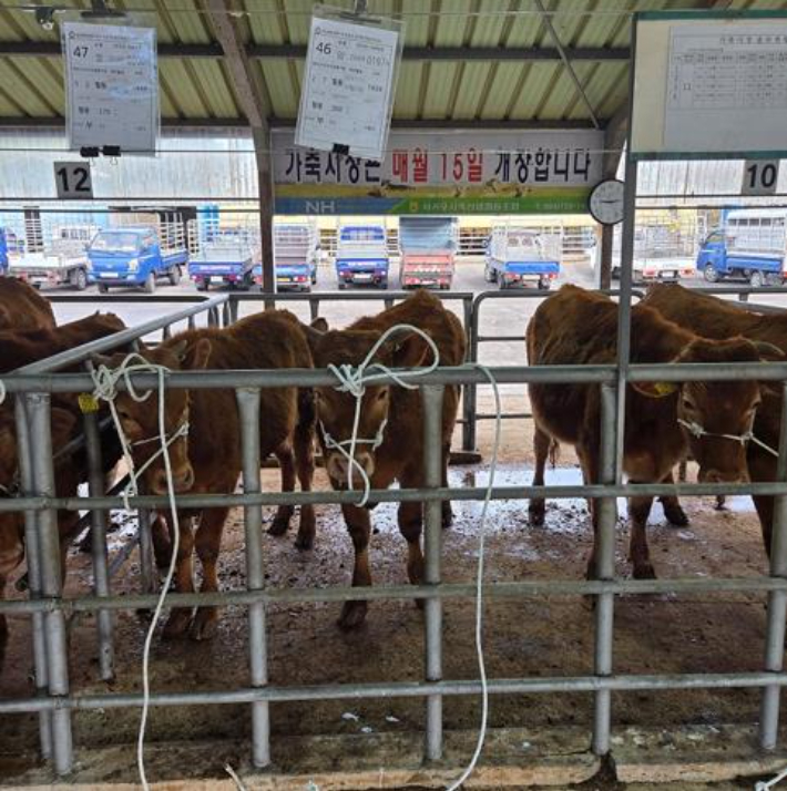 농협중앙회 제주본부 제공