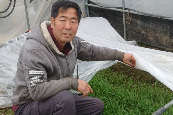 전남 함평 나산면의 정성욱(53) 씨가 연간 약 2톤의 냉이를 생산해 5천만 원의 소득을 올리고 있다. 전라남도 제공 