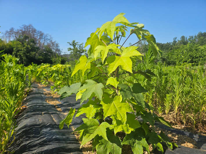 울진군이 재배단지 지원사업 신청을 접수한다. 사진은 재배 중인 음나무. 울진군 제공