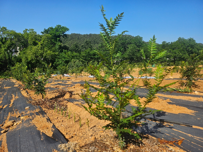 울진군이 재배단지 지원사업 신청을 접수한다. 사진은 재배 중인 초피나무. 울진군 제공