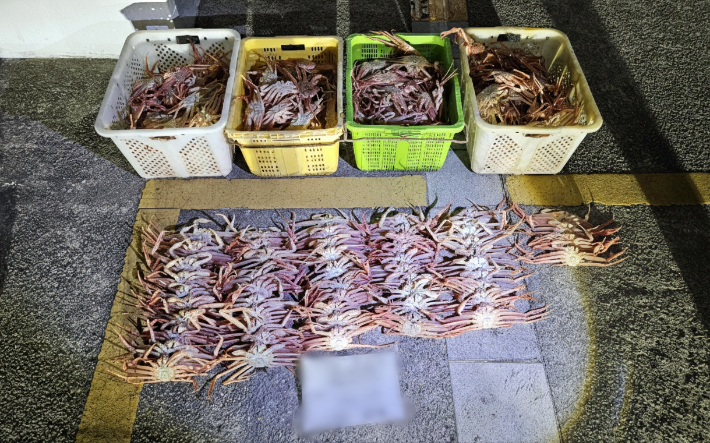 체장미달 대게. 포항해경 제공