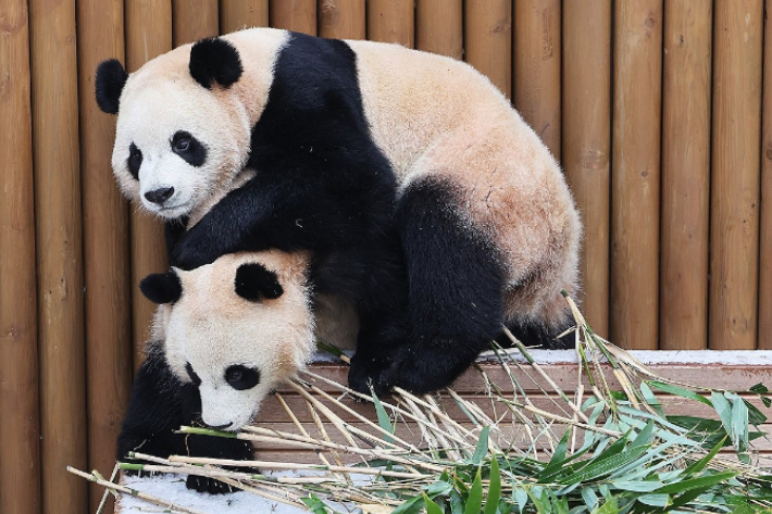 경기도 용인시 에버랜드에서 쌍둥이 판다 루이바오와 후이바오가 눈 쌓인 평상 위에서 장난치고 있다. 연합뉴스