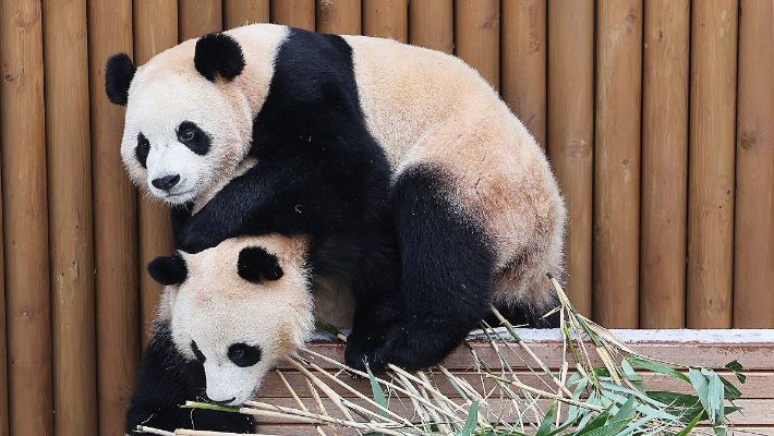 경기도 용인시 에버랜드에서 쌍둥이 판다 루이바오와 후이바오가 눈 쌓인 평상 위에서 장난치고 있다. 연합뉴스