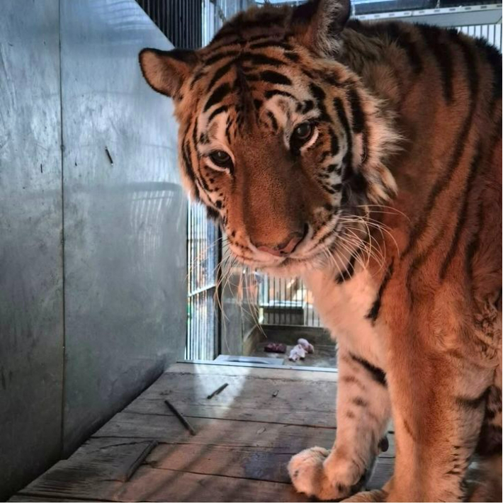 시베리아 호랑이 '이호'. 청주동물원 제공