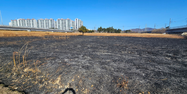 1월 25일 울산 북구 태화강변 물억새군락지가 불에 탄 모습. 연합뉴스