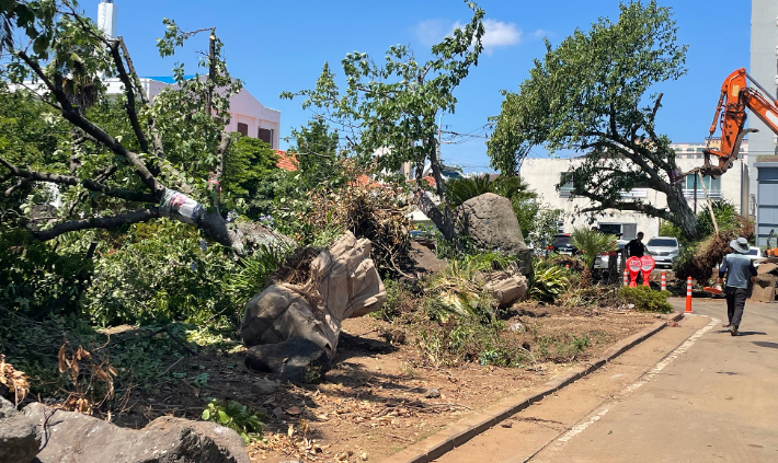 제주도소방안전본부 신청사 부지. 소방 당국은 나무 이식 결정을 내렸다. 제주도소방안전본부 제공 