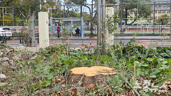 제주시가 베어버린 나무. 그루터기만 남아 있다. 고상현 기자