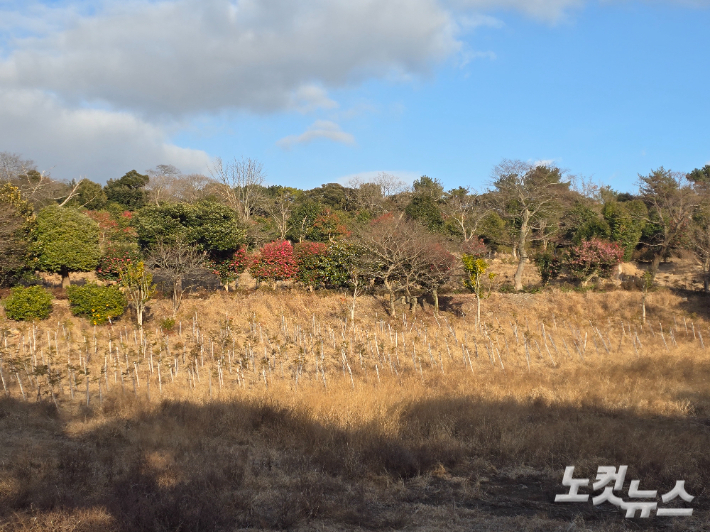 지난 20일 취재진이 살펴본 A관광농원 산지 훼손 원상복구 현장. 편백나무 묘목들이 줄지어 식재돼 있다. 이창준 기자