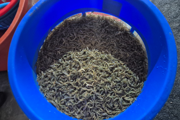 전북수산기술연구소 어업기술센터에서 양식한 토하. 전북도 제공