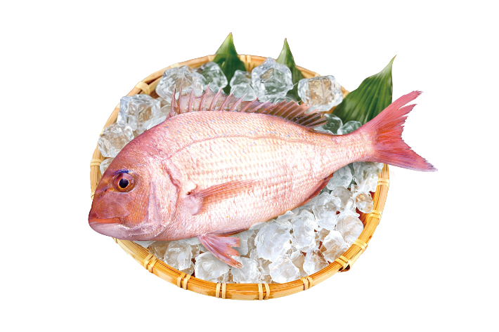 2026년 2월 이달의 수산물로 선정된 참돔. 해양수산부 제공