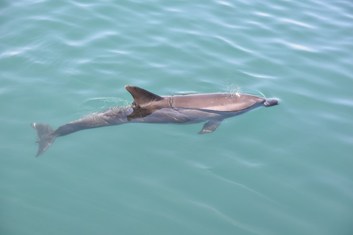 큰돌고래. 해양수산부 제공