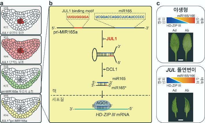 한국연구재단 제공