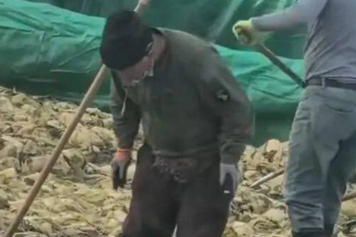 침을 뱉는 절임배추 공장 근로자. 연합뉴스