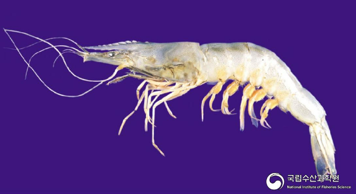 대하. 국립수산과학원 제공