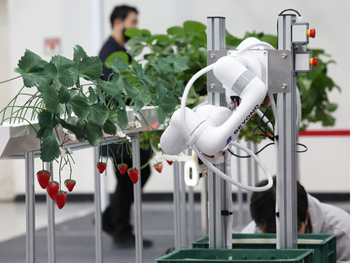 '2025 농림축산식품 과학기술대전'에서 로봇이 딸기를 수확하고 있다. 연합뉴스