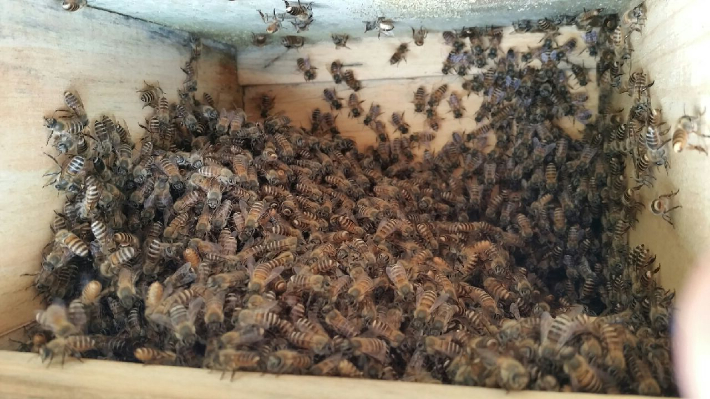 양봉농가. 경남도청 제공 