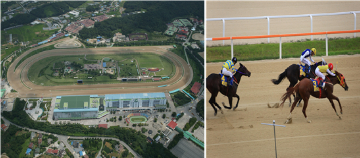 과천 경마장 일대와 경주마가 달리는 모습. 과천시청 홈페이지 캡처