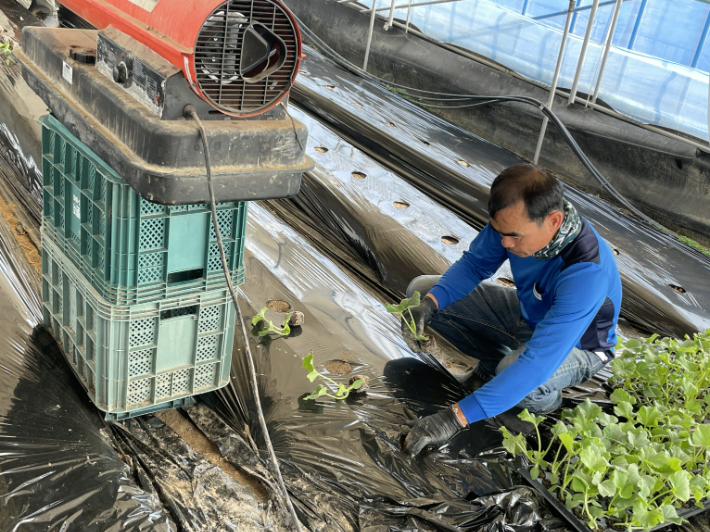 비닐하우스 재배 농민이 농어촌진흥기금을 지원받아 채소 종묘를 구입해 심고 있다. 전라남도 제공