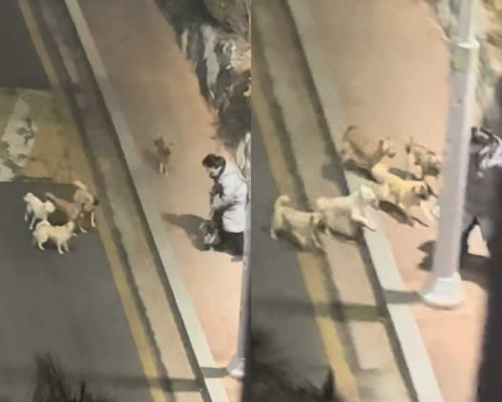 전주 송천동 일대에서 개 5마리가 주민을 향해 달려 드는 모습. 전주시민 박소연 씨 제공