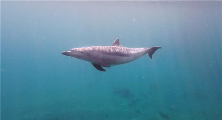 강릉항 남방큰돌고래 모습. 국립수산과학원 제공