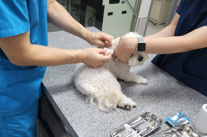 동물병원 자료사진. 광주광역시 제공