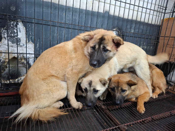 전주시가 포획한 들개 3마리. 전주시 제공