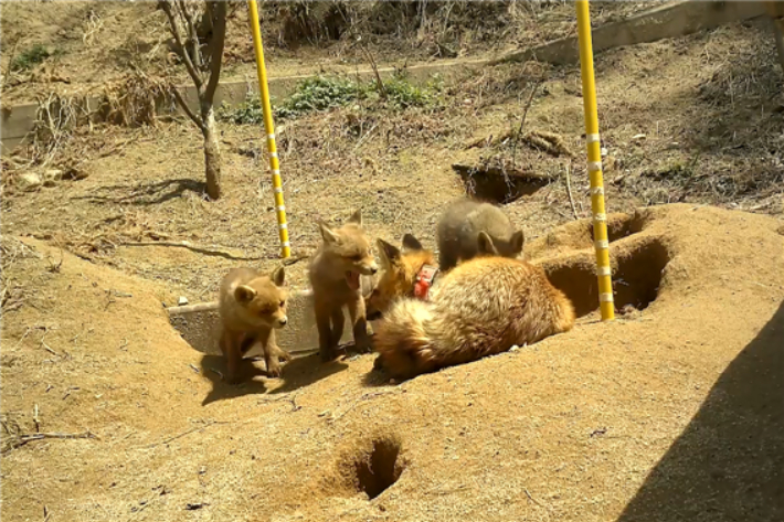 여우 가족의 일상(소백산). 국립공원공단 제공