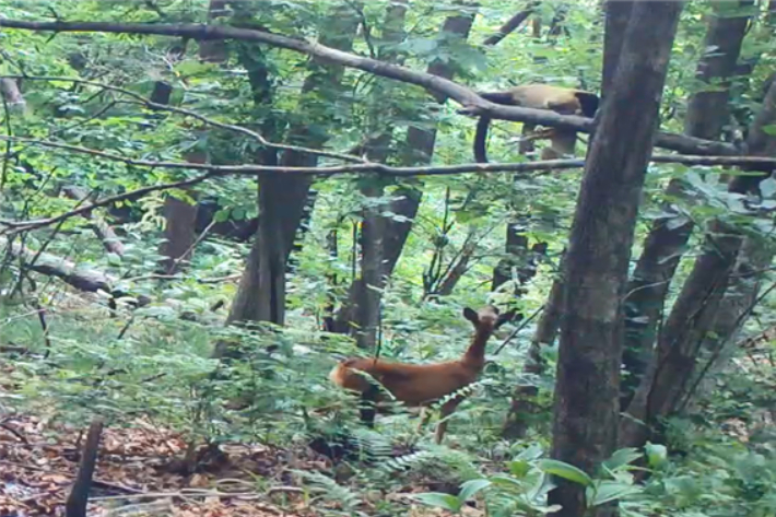 담비의 새끼 노루 사냥(소백산). 국립공원공단 제공
