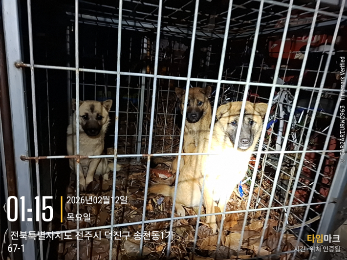 12일 오전 1시쯤에 포획된 개 3마리. 전주시 제공