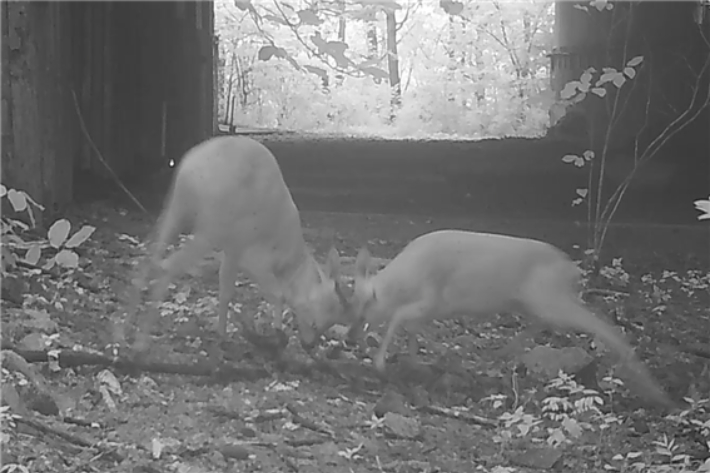 수컷 노루 두 마리의 결렬한 싸움(소백산). 국립공원공단 제공