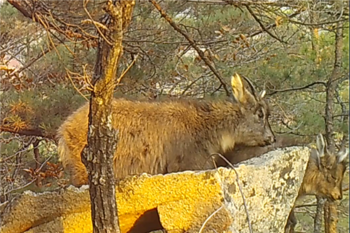 자고 있는 새끼 산양을 보살피는 어미 산양(설악산). 국립공원공단 제공
