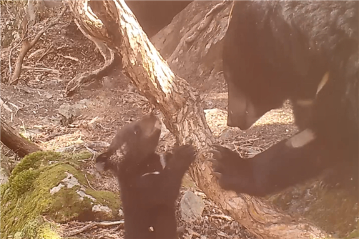 새끼랑 놀아 주는 반달가슴곰(지리산). 국립공원공단 제공