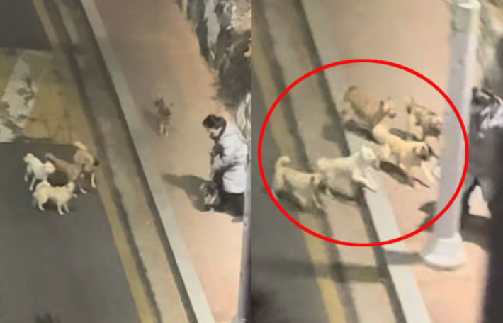 전주 송천동 일대에서 개 5마리가 주민을 향해 달려 드는 모습. 전주시민 박소연 씨 제공