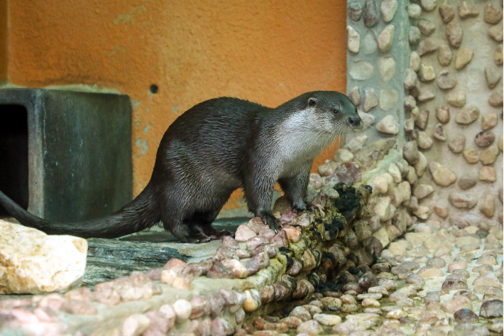 서울대공원 제공