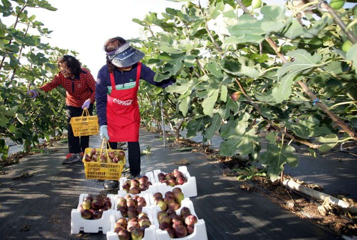 무화과 수확 활동. 전라남도 제공